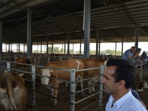 Iğdır’da Kurbanlık Fiyatları Arttı