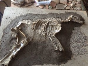 2700 Yıllık Köpek İskeleti Sergilenecek