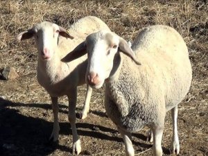 Hakkari’de Fransa Koyunu Dönemi