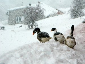 Posof'ta Köy Yolları Ulaşıma Kapandı