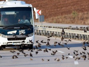 Binlerce Kuş Karayolunu Kapattı