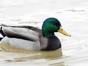 Yaban Ördekleri 'Şehir Merkezi'ne Geldi