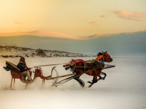 Çıldır Gölü'nde Kızağa Takılı Atlar Kavga Etti