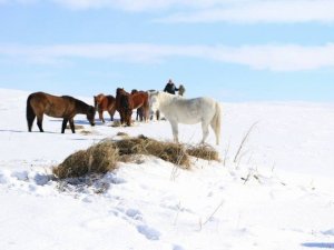 Yılkı Atları İçin Doğaya Yem Bırakıldı