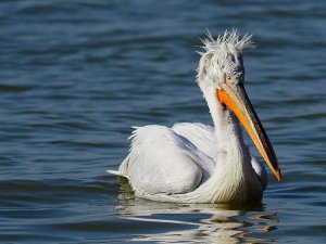 Pelikanların Gölyazı’da Taze Balık Keyfi