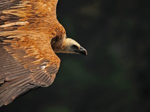 Artvin’de Sakallı Akbaba Fotokapana Yakalandı