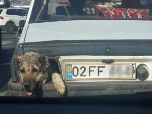 Stop Lambası Yerine Köpek Kafası