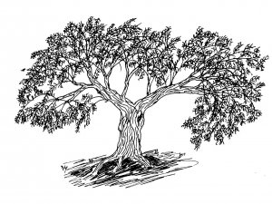 Asırlık Zeytin Ağaçları Yeni Yerlerine Taşındı