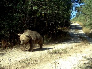 Kars'ın Yaban Hayatı