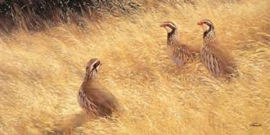 Tuzluca’da 'Kaçak Keklik Avı' Operasyonu.. Ceza, 175 Bin TL’yi Aştı!