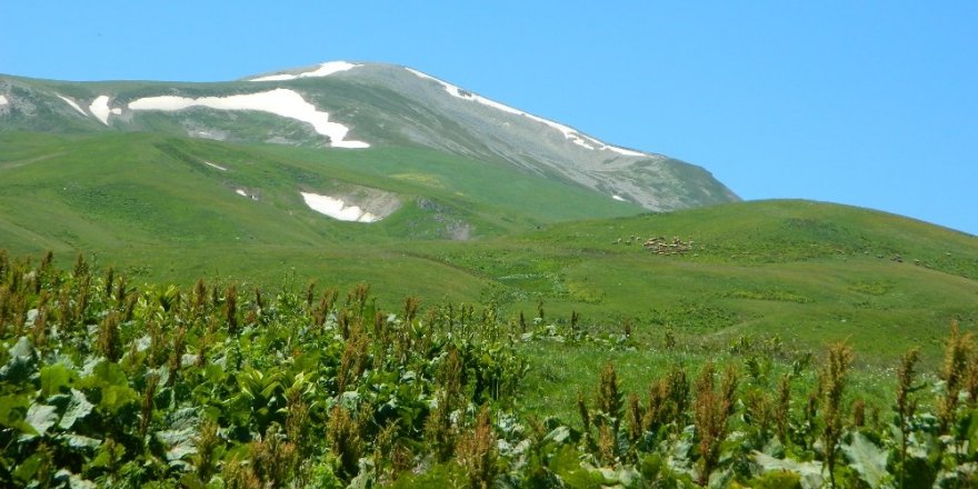 Posof'un Urema Yaylası