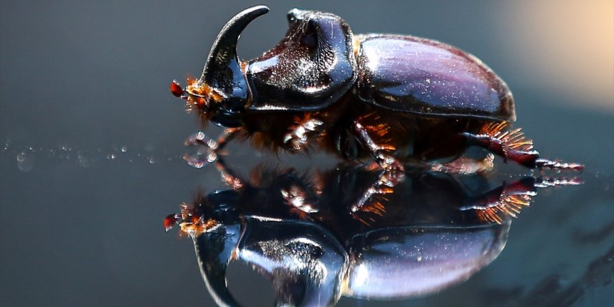 Ağrı’da 'Gergedan Böceği' Bulundu