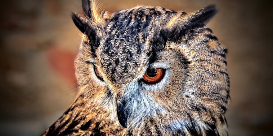 Yaralı 'Puhu' Tedavi Altına Alındı