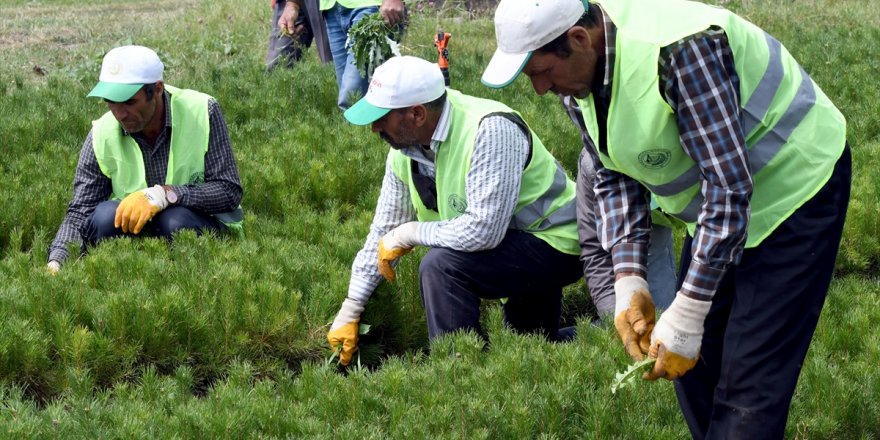 Bölgenin 'Fidan'ları Sarıkamış'tan