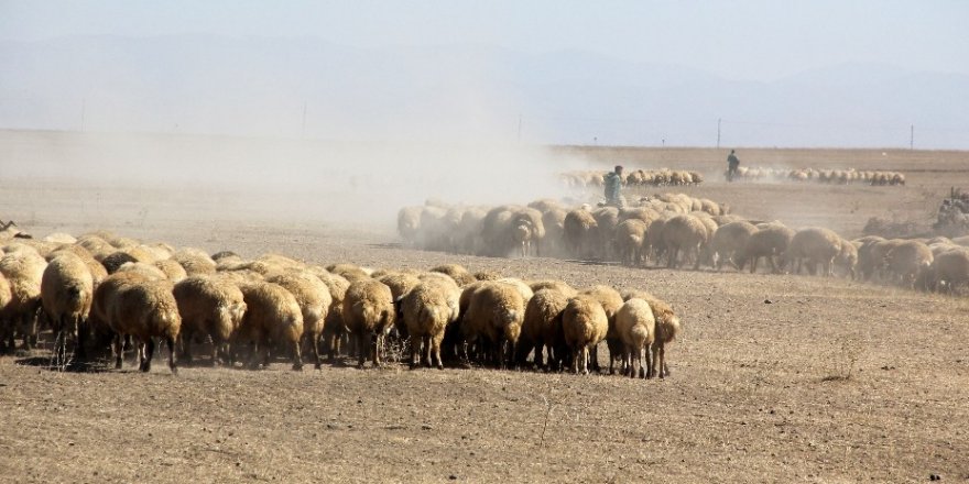 Kakaç Köyü'nde 'Koyun' Krizi
