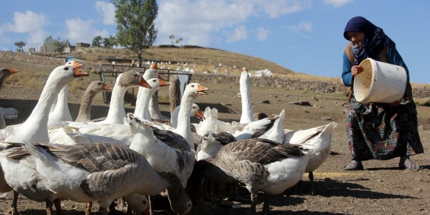 Kazlar 'Kış'a Hazırlanıyor