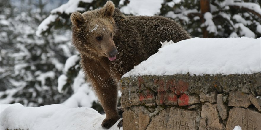 ‘Yavru Ayı’ Sarıkamış’ta Yiyecek Aradı