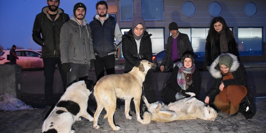 'Sokak Hayvanları' İçin Seferber Oldular