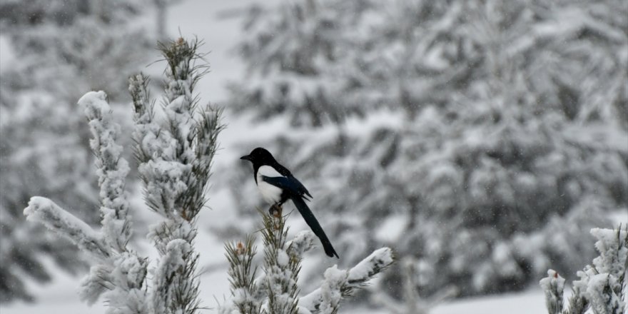 'Kar Yağışı' Ulaşımı Aksattı