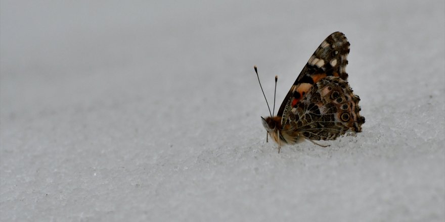 Kar Üzerinde Görülen Kelebekler Şaşırttı