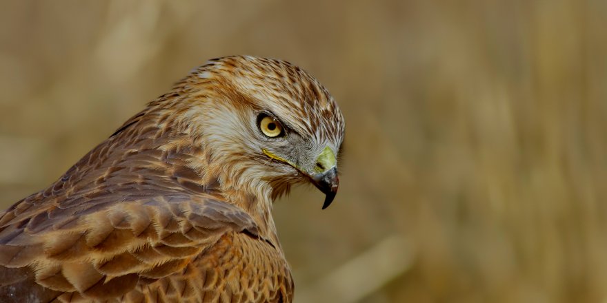 Uçamayan 'Kızıl Şahin' Korumaya Alındı