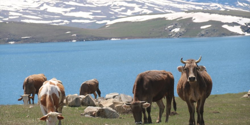 Hayvancılık Zirvesi.. Buzağı Ölümleri ve Hastalıklar Masaya Yatırıldı!