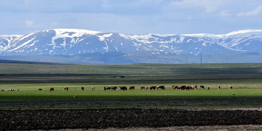 Sarıkamış’ta 'Kış ile Bahar' Bir Arada