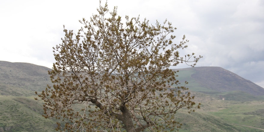 Çıldır'ın 'Anıt' Ağaçları ve Bahçeleri