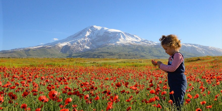 Ağrı Dağı ve Gelincik Çiçekleri