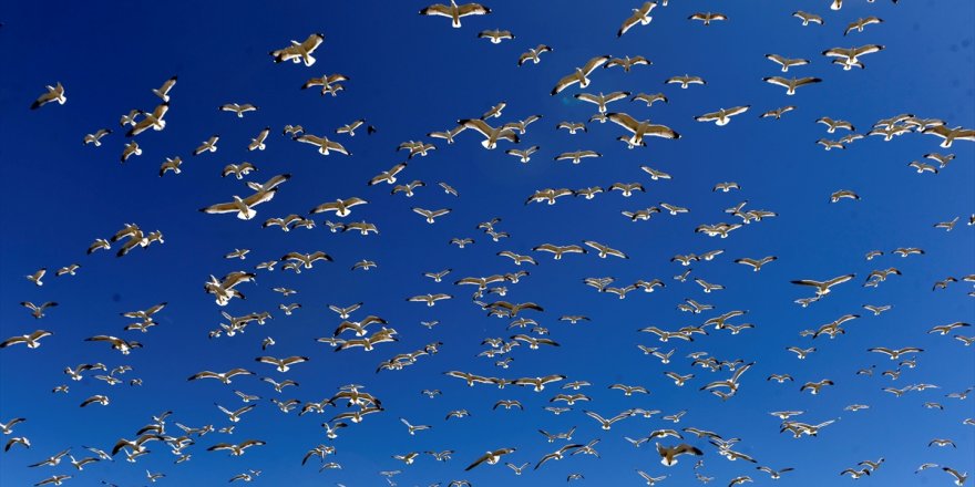 Çıldır Gölü’nün Göçmen Kuşları