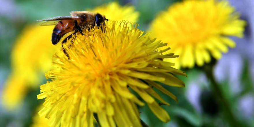 Öğrencilere 'Bölgenin Biyoçeşitliliği' Anlatıldı