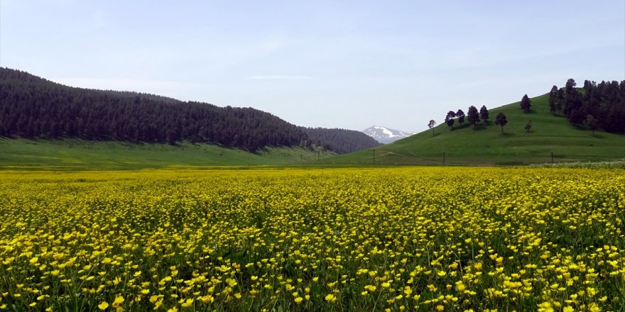 Kestiği Ağacın Altında Kalan İşçi Öldü