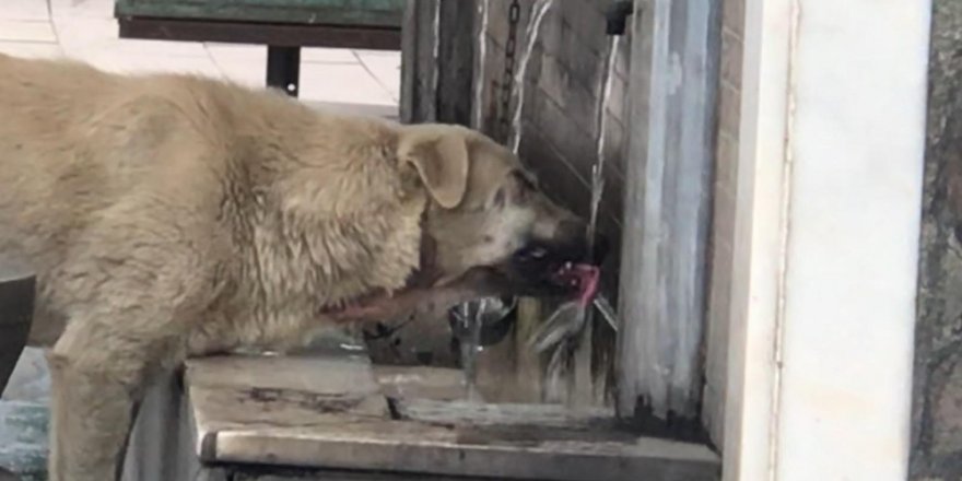 Musluktan Su İçen Köpek İlgi Odağı Oldu