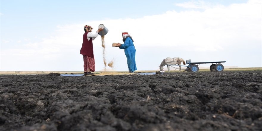 Kuruyan Kuyucuk Gölü'nde Tahıl Savurdular