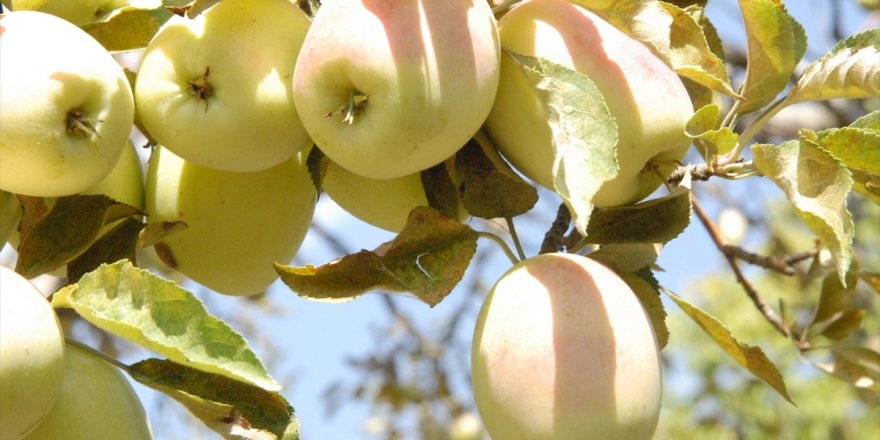 Kağızman'da "Uzun Elma" Fidanları Satışta