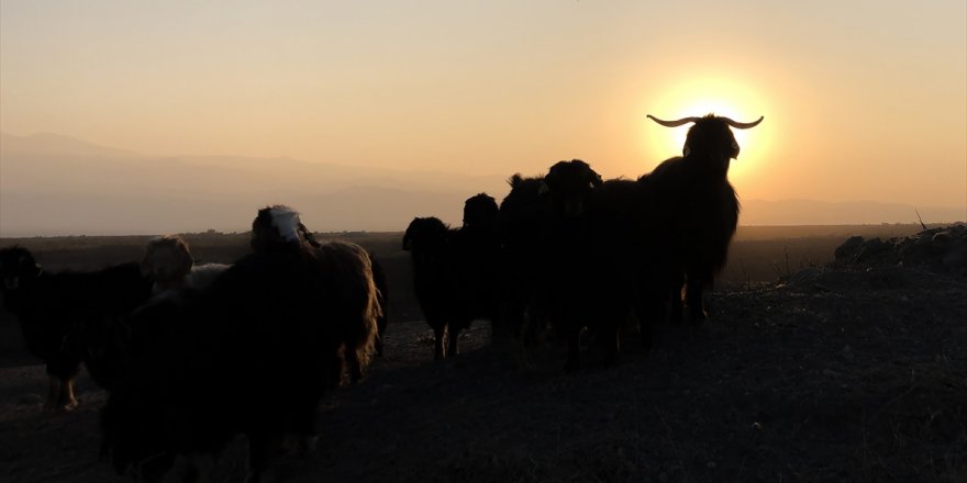 Arpaçay’da ‘Koyun’ Gerginliği