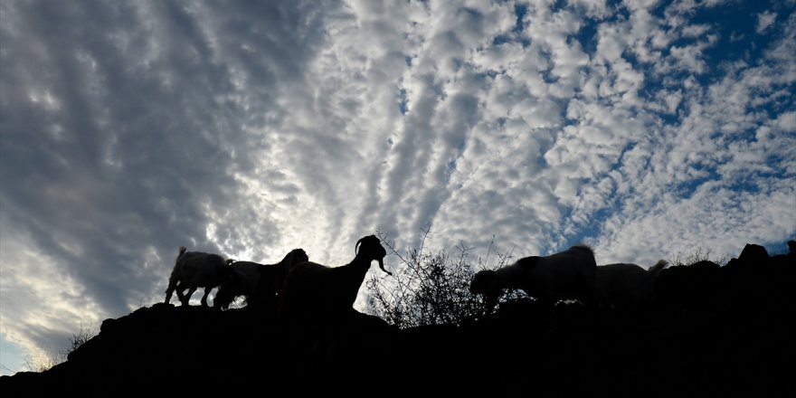 Kars'ta Midibüs 'Koyun Sürüsü'ne Daldı: 25 Koyun Telef Oldu