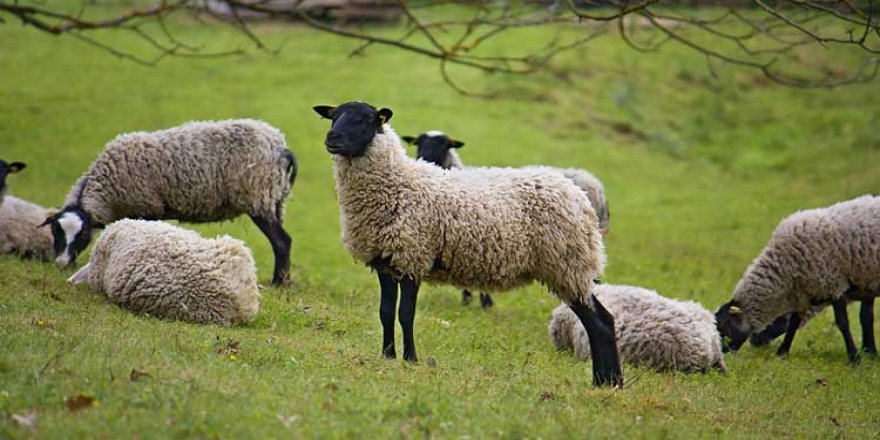 Ani’de “Mera Yasağı” İddialarına Bakanlıktan Yanıt.. Yasak Değil, Takvim Uygulaması!