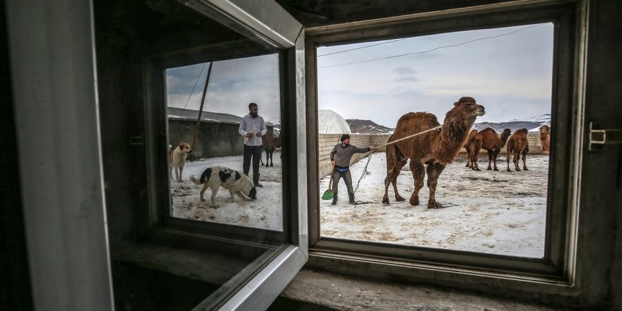 Van'da Şampiyon Develer Yetiştiriyorlar