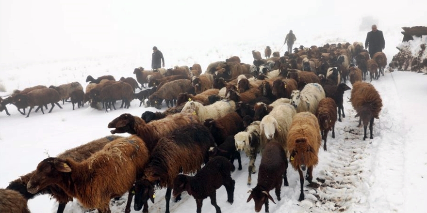 Tipide Mahsur Kalan Çobanlar Kurtarıldı