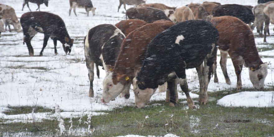 Kar Yağışı Çobanlara Zor Anlar Yaşattı