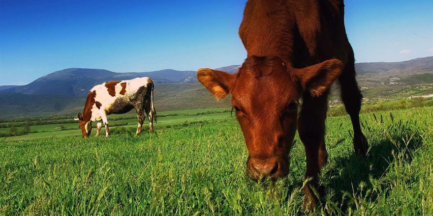 Kars’ta 'Hayvancılık' Projesi Tanıtımı Yapıldı