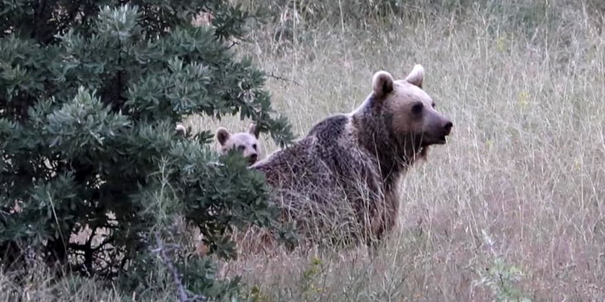 Kış Uykusundan Uyanan Ayı Ailesi Kameralara Yansıdı