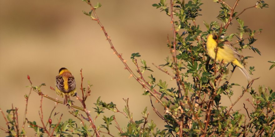 Ağrı Dağı Milli Parkı ve Yaban Hayatı