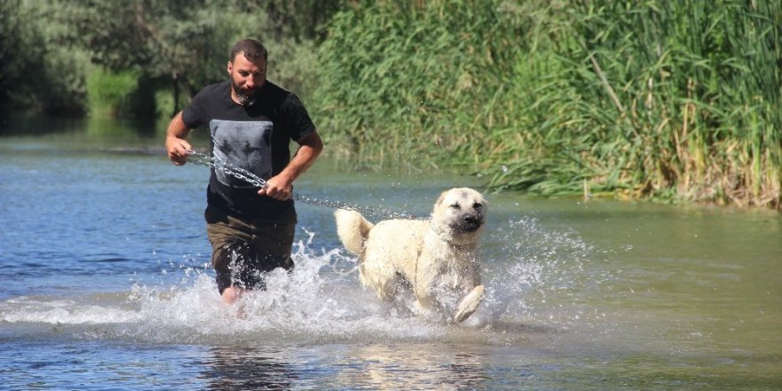 Sivas’ın ‘Kangalları’ Yüzerek Serinliyor