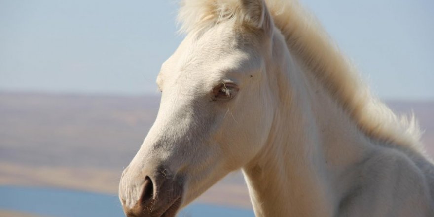 'Beyaz Tay' Görenleri Şaşırtıyor