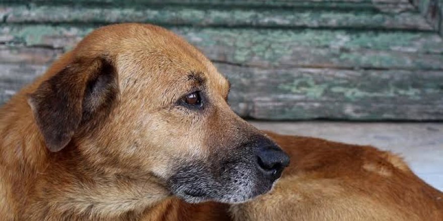 Sarıkamış'ta Küçük Çocuğa Köpek Saldırdı