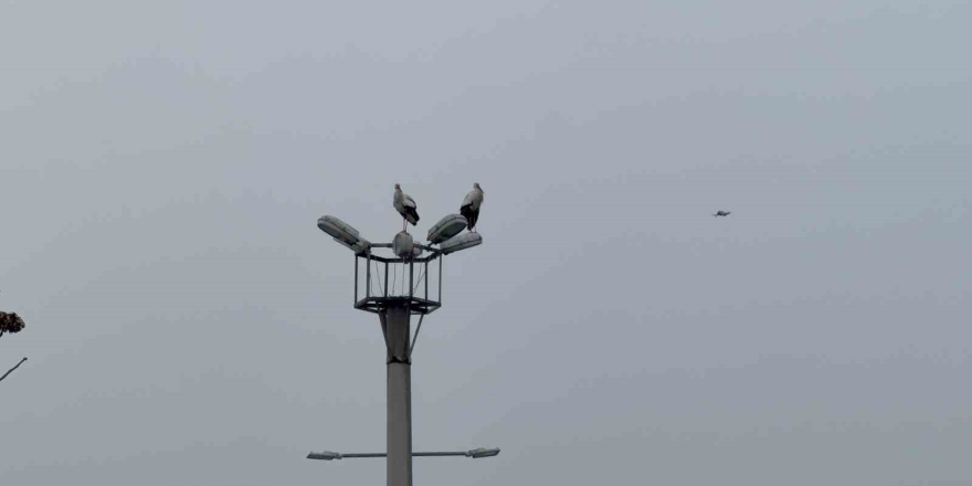 Karabük’ün Simgesi Haline Gelen Leylek Dronla Görüntülendi