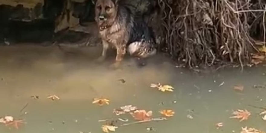 Dereye Düşen Köpek Duyarlı Vatandaş Sayesinde Kurtarıldı