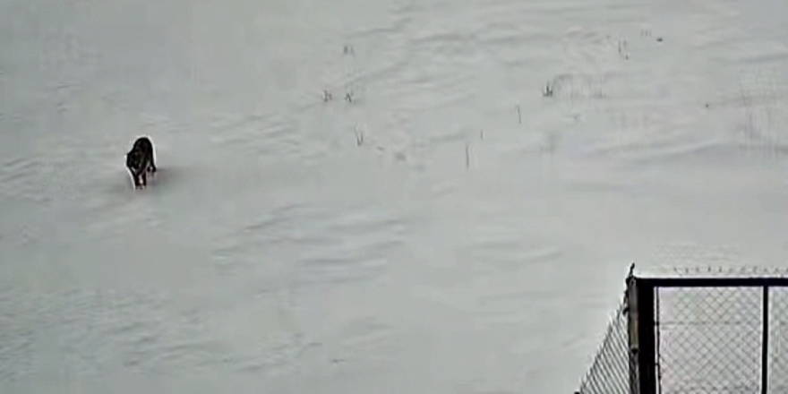 Tatvan’da Kurt Görüntülendi